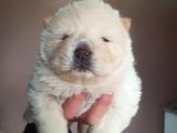 Chow Chow Yavrular