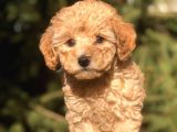 Orjinal Fawn Toy Poodle