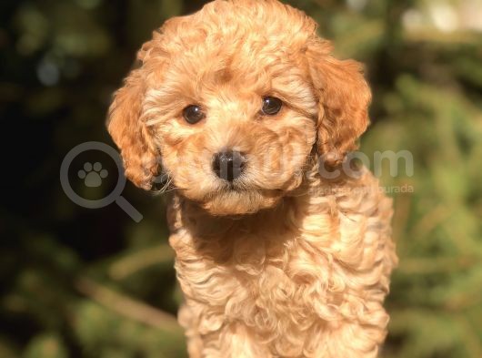 Orjinal Fawn Toy Poodle