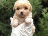 Xxsmall Morkie