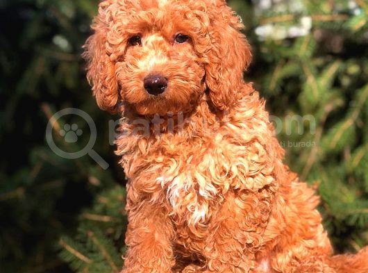 Red Di̇şi̇ Toy Poodle görsel