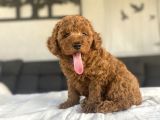 Safkan Red Brown Toy Poodle Bebekler