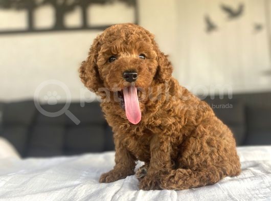 Safkan Red Brown Toy Poodle Bebekler