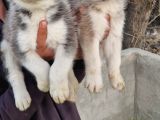 Husky Yavrular
