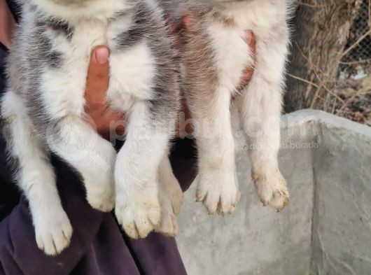 Husky Yavrular