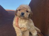 Ev Doğumlu Poodle Bebeklerimiz