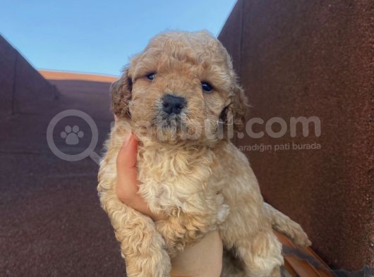 Ev Doğumlu Poodle Bebeklerimiz görsel