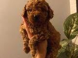 Sağlık Ve Irk Garantili Poodle Bebekler