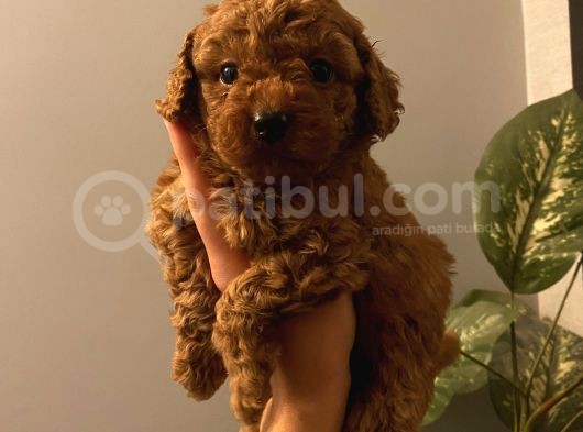 Sağlık Ve Irk Garantili Poodle Bebekler görsel