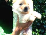 Chow Chow Yavrular