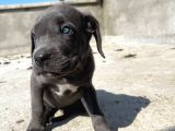 Cane Corsa Yavrular