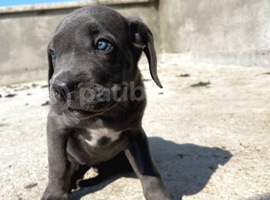 Cane Corsa Yavrular görsel