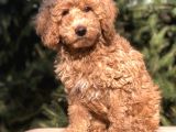 4 Aylık Wc Brown Dişi Toy Poodle Yavrumuz