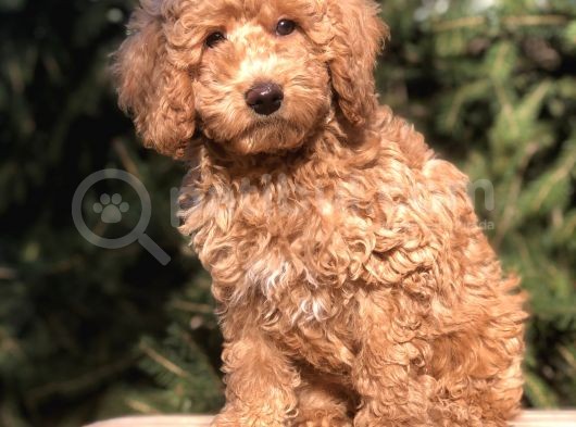 4 Aylık Wc Brown Dişi Toy Poodle Yavrumuz görsel