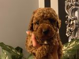 Sağlık Ve Irk Garantili Poodle Bebekler