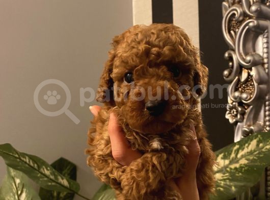 Sağlık Ve Irk Garantili Poodle Bebekler görsel