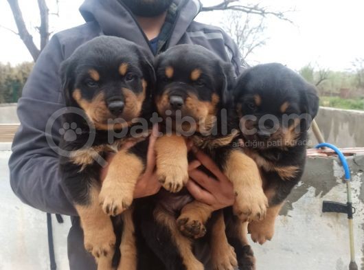 Rottwei̇ler Yavrular görsel