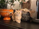 Golden Ticket Britishshorthair