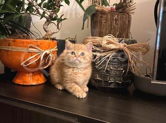 Golden Ticket Britishshorthair