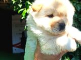Chow Chow Yavrular