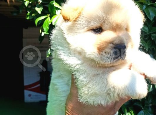 Chow Chow Yavrular görsel