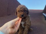 Ev Doğumlu Poodle Bebeklerimiz