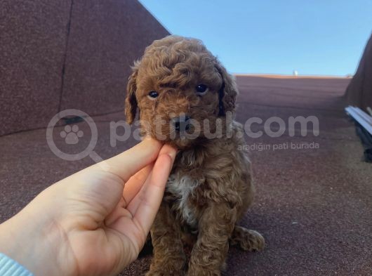 Ev Doğumlu Poodle Bebeklerimiz görsel