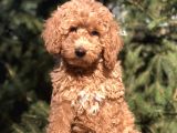 4 Aylık Wc Brown Dişi Toy Poodle Yavrumuz