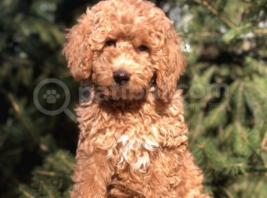 4 Aylık Wc Brown Dişi Toy Poodle Yavrumuz