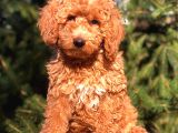 Red Di̇şi̇ Toy Poodle