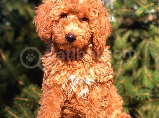 Red Di̇şi̇ Toy Poodle görsel