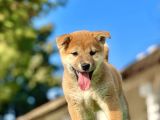 Mükemmel Shiba İnu Bebeklerimiz
