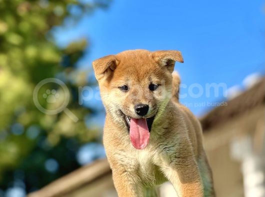 Mükemmel Shiba İnu Bebeklerimiz görsel