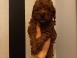 Muhteşem Kalite Poodle Bebeklerimiz