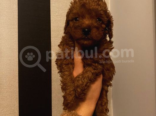 Muhteşem Kalite Poodle Bebeklerimiz