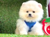 Safkan Pomeranian Boo Yavrular