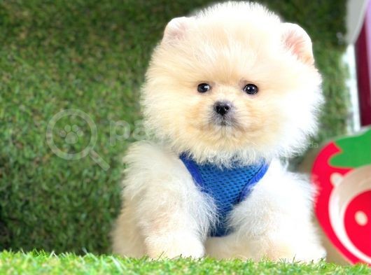 Safkan Pomeranian Boo Yavrular görsel