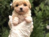 Xxsmall Morkie