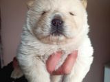 Chow Chow Yavrular