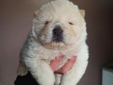 Chow Chow Yavrular