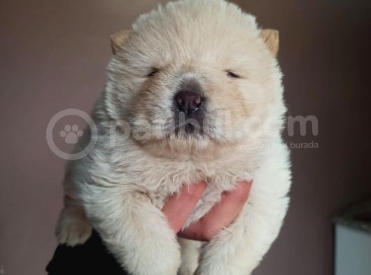 Chow Chow Yavrular görsel