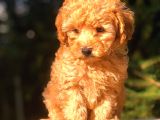 Toy Poodle Yavrumuz