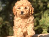 Orjinal Fawn Toy Poodle