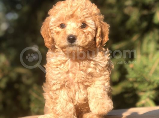 Orjinal Fawn Toy Poodle görsel