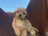 Muhteşem Kalite Poodle Bebeklerimiz