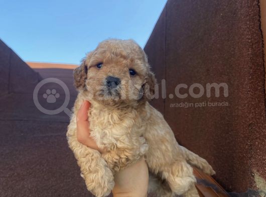 Muhteşem Kalite Poodle Bebeklerimiz görsel