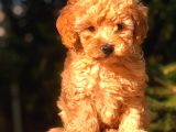 TOY POODLE YAVRUMUZ