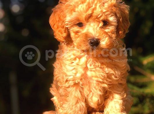 Toy Poodle Yavrumuz