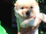 Chow Chow Yavrular