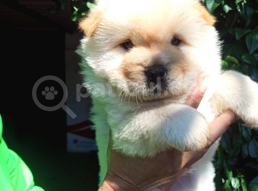 Chow Chow Yavrular